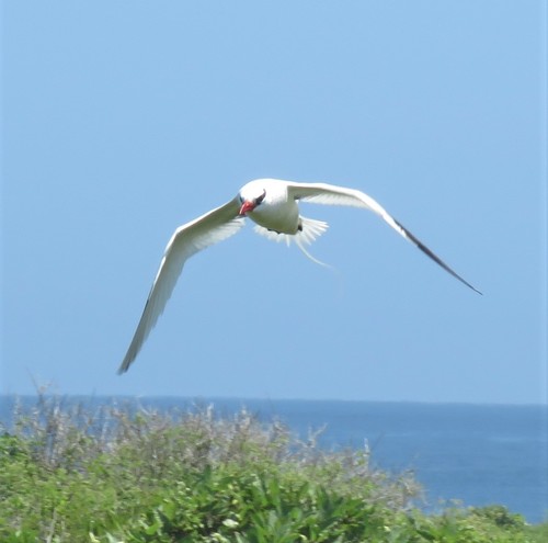 Rabijunco etéreo (Phaethon aethereus)