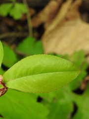 Contarinia cerasiserotinae