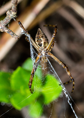 Argiope carvalhoi