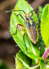 Hypselonotus interruptus