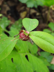Contarinia cerasiserotinae