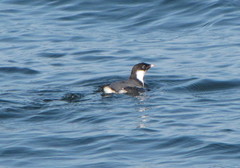 Synthliboramphus antiquus