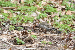 Colaptes auratus luteus