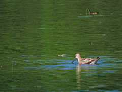Limnodromus scolopaceus
