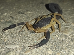 Centruroides fulvipes