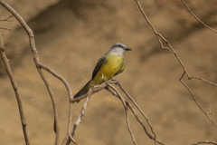 Tyrannus melancholicus