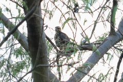 Buteo plagiatus