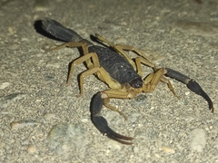 Centruroides fulvipes
