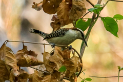 Campylorhynchus rufinucha