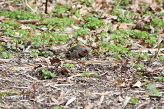 Colaptes auratus luteus