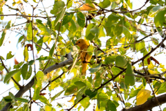 Setophaga petechia