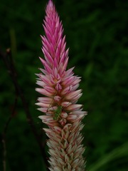 Celosia spicata