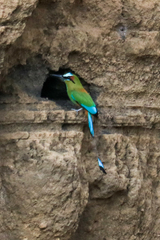 Eumomota superciliosa