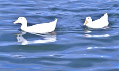 Anas platyrhynchos domesticus