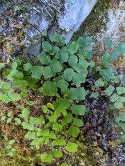 Adiantum shastense