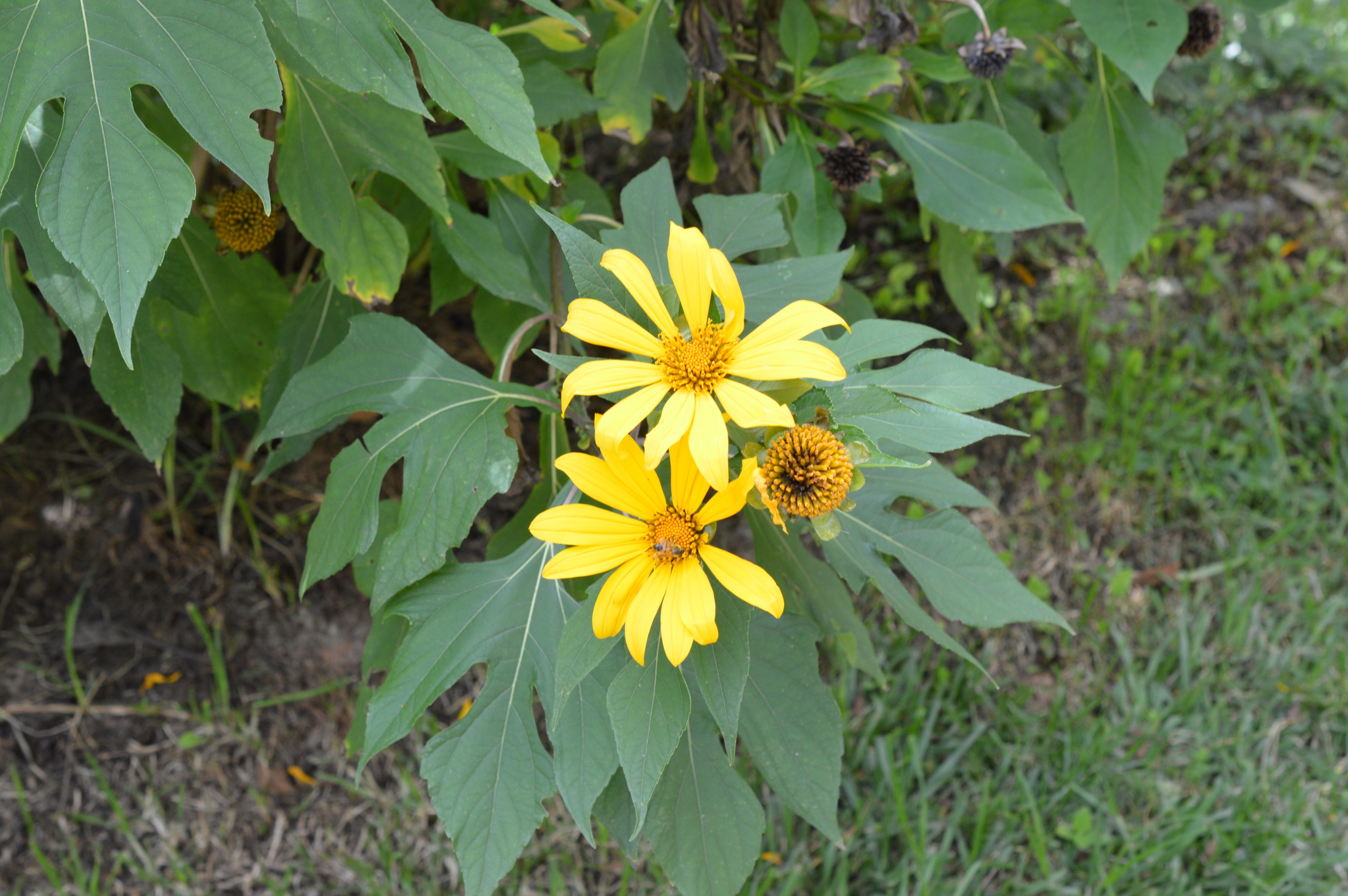 Tithonia image