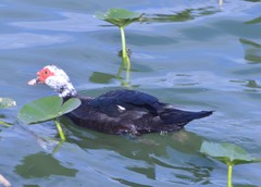 Cairina moschata domestica