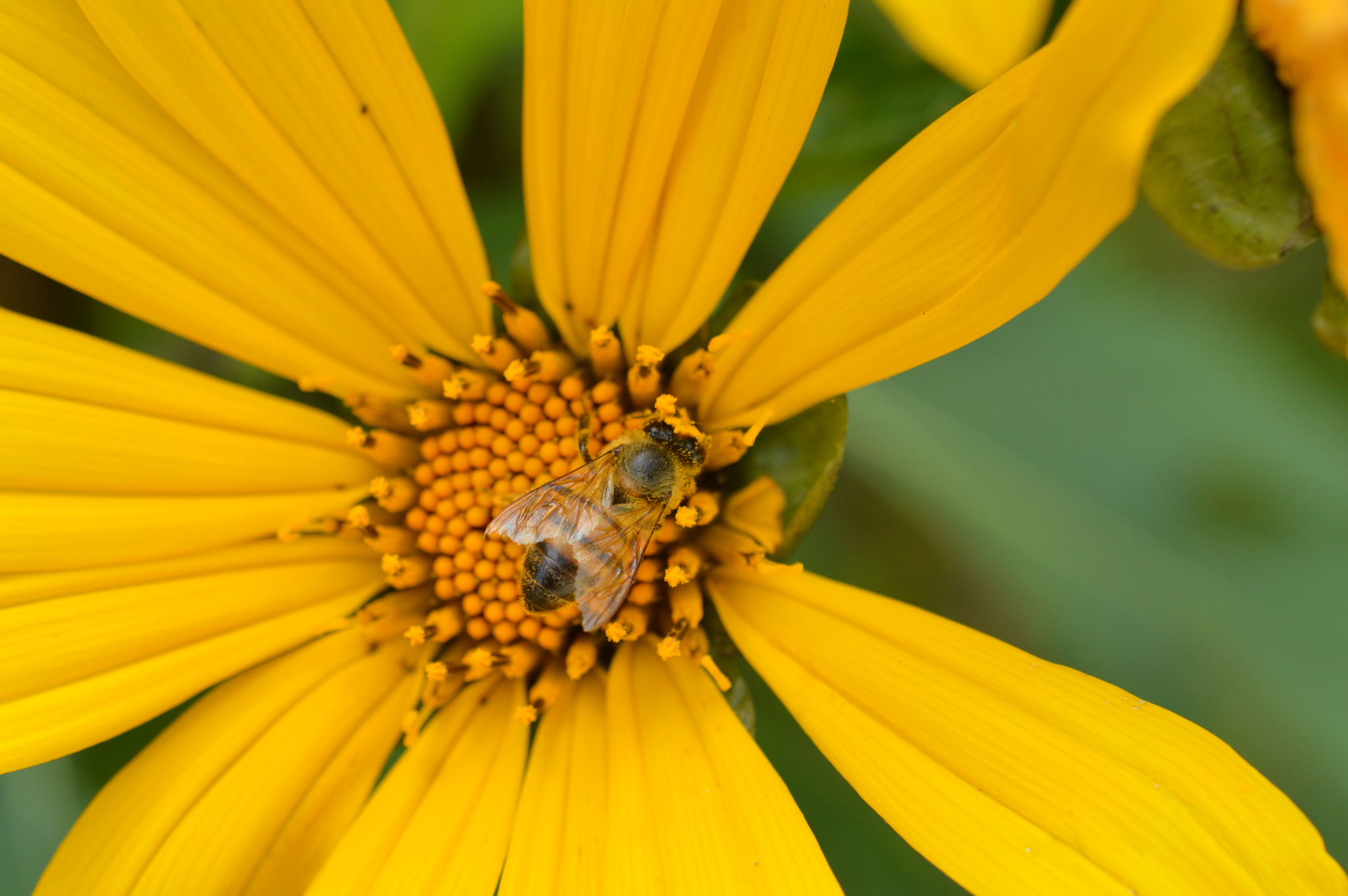 Apis image