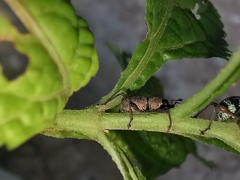 Metapocyrtus adspersus