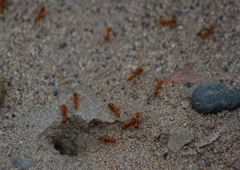 Dorymyrmex planidens