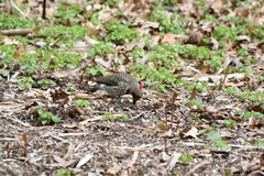 Colaptes auratus luteus