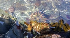 Nucella canaliculata