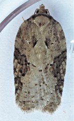 Acleris chalybeana