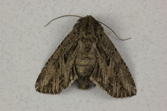 Anarta fusculenta