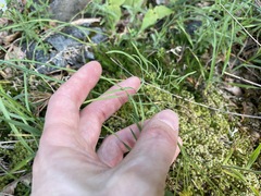 Lomatium ambiguum