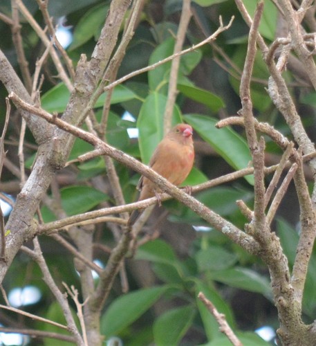 Red-billed Firefinch