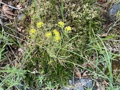 Lomatium ambiguum