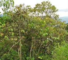 Miconia caudata