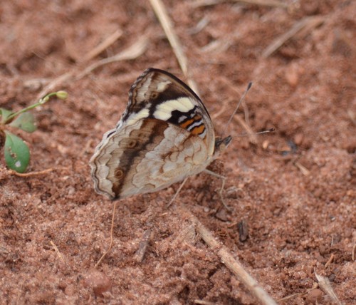 Blue-spot Pansy