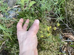 Lomatium ambiguum