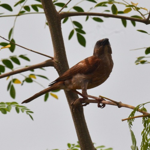 Northern Grey-headed Sparrow