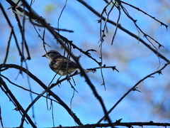 Spizella passerina