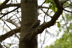 Colaptes auratus luteus