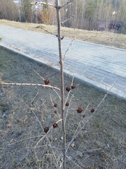 Larix sibirica