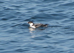 Synthliboramphus antiquus