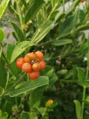 Citharexylum ellipticum