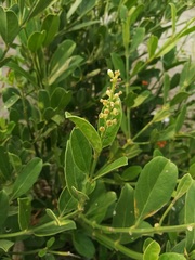 Citharexylum ellipticum