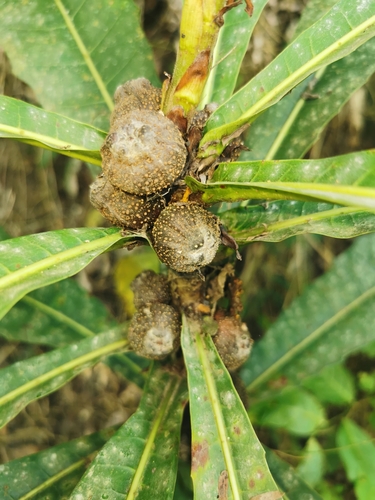 Ficus pseudopalma