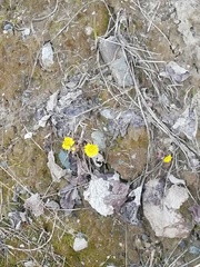 Tussilago farfara