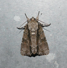 Acronicta connecta