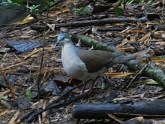 Leptotila plumbeiceps