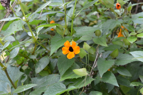 Thunbergia alata image