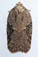 Acleris chalybeana