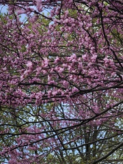 Cercis canadensis