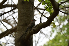 Colaptes auratus luteus
