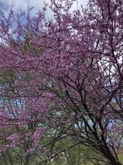 Cercis canadensis